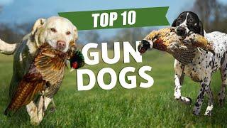 TOP 10 GUN DOGS