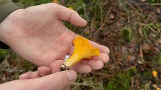 Amazing mushrooms in September at a Private estate in Scotland where we run courses :)