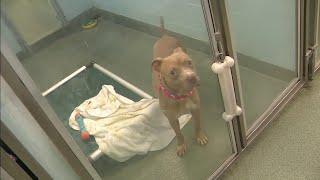 Humane Society of Broward County deals with high demand for pets