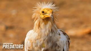 From Raptors to Waders: Birds of the Arabian Peninsula | Arabian Inferno 105