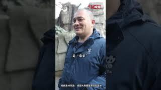 谭爷爷最新透露： 大熊猫“和叶”是雌性，原来“花花”“和叶”是姐妹！