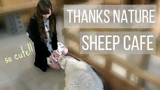 Korean Sheep Cafe!