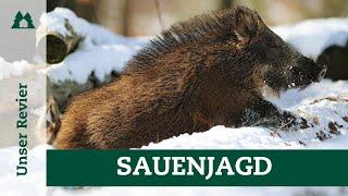 Drückjagd-Tipps – Sauen sicher ansprechen | Fehlabschüsse vermeiden | Bewegungsjagd | Schwarzwild