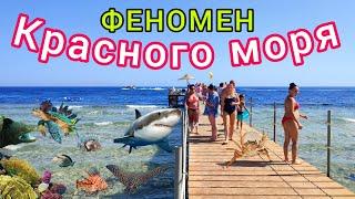 КРАСНОЕ МОРЕ ️ Топ 10 СУПЕР фактов. ОПАСНОСТИ, секреты, ТАЙНЫ и УЖАСЫ Красного моря в Египте 