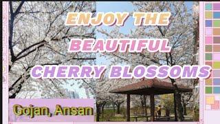 THE CHERRY BLOSSOMS MAKES THE SPRING MORE BEAUTIFUL  #cherryblossoms  #springkorea