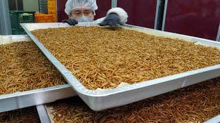 이건 단백질 깡패입니다! 미국에 수출하는 미래식량 식용밀웜 ,식용곤충 / Future Food Edible Insect, Mealworm / Korean food factory