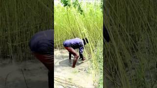 Hard to Harvest Jute under Stagnant Water #shorts