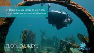 Shipwrecks as habitats in your national marine sanctuaries