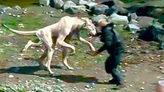 20 Unknown DISTURBING Creatures Caught on Camera