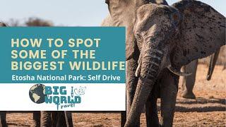 How to Spot Some of the Biggest Wildlife in Etosha National Park: Self-Drive Safari