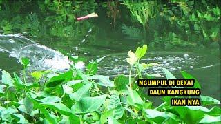 Mancing di deket deket daun k4ngkung mas bro