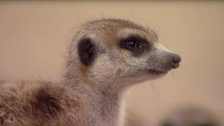 Learn the Meerkat Language! | BBC Earth