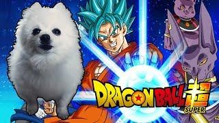 DRAGON BALL SUPER em CACHORRÊS