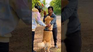 Subscribe for more videos like this #goldenretriever #puppies #doglover