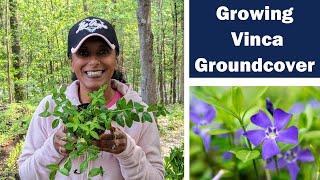 How to Transplant & Divide Vinca Minor Groundcover Periwinkle Perennial