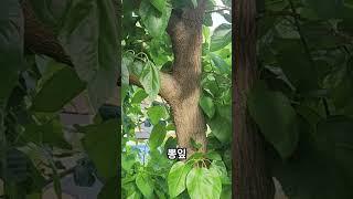 혈당 조절, 항산화 작용, 심혈관 건강 개선, 소화 건강, 면역력 강화, 뼈 건강 개선, 인지 기능 개선 뽕잎 어린순으로 나물로 먹고  차로 먹으면 좋아요 #뽕잎