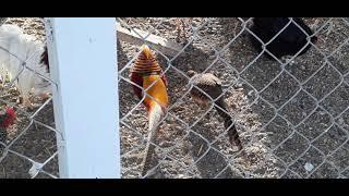 Red golden pheasant calling his girl