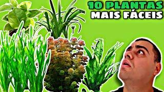 AS 10 PLANTAS MAIS FÁCEIS PARA AQUÁRIO