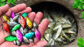 Catch Colorful Ornamental Fish In Eggs Surprise, Blue Crawfish, Paradise Fish, Clown Loaches, Guppy