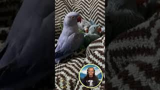 I'm a Bird Expert and I'm SHOCKED by These Chatty Birds! (FLY)