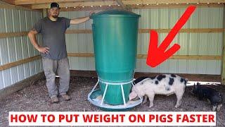 This Ultimate Automatic PIG FEEDER Will Get Your Pigs To Butcher Weight So Much Faster!