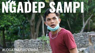 Ngadep Sampi, Lawak Logat Nusa Penida lucu