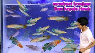 BIKIN KERAJAAN IKAN KEPALA TIMAH KILLIFISH INDONESIA