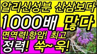 알리신과사포닌!산삼보다1000배!정력을!최고로!면역력!항암을 극대화로 만들고 협심증 고혈압 당뇨에 최고 좋은 약초다                          산부추