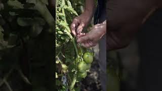 Как ускорить созревание томатов  #gardenzoo
