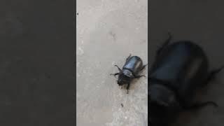 WHY BEETLE IS WALKING SLOWLY #shorts #viral #youtubeshorts #beetle