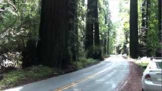 Avenue of the Giants - Humboldt Redwoods State Par