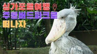 Singapore's largest bird park | 싱가포르여행 아시아 최대 주롱파크로 떠나자  |  아프리카 공룡새 [여행로드]