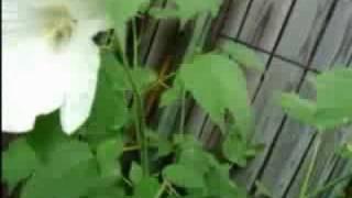 Inside a moon flower, a bee's life