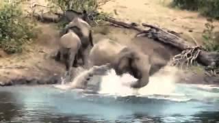 Crocodile Attacks Elephant at Watering Hole