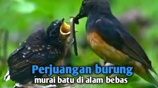 Kehidupan burung murai batu di alam bebas dari mulai telur sampai bisa terbang