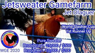 World Gamefowl Expo 2020 Jetsweater Gamefarm Jet Olaguer