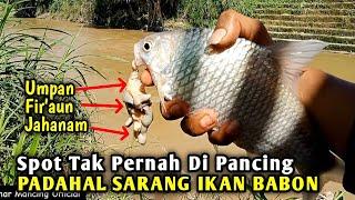 Terbukti ampuh !! ini umpan tawes sungai saat air keruh wajib strike ikan babon