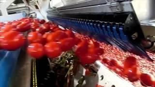 Tomato sorting machine Sentinel II - TOMRA Sorting