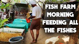 Feeding all the fishes in our Farm | vedha fish farm