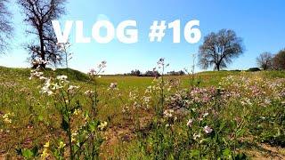 Dry Creek Trail| yard work| fajita casserole