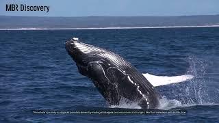 Record-Breaking Humpback Whale Migration: An 8,000-Mile Ocean Journey