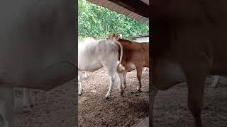 Lembu BIRAHI Naik biang.proses mengawan