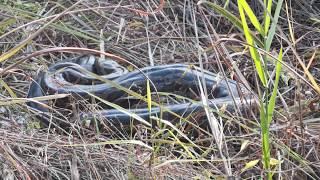 Asian Rock Python (Python molurus)