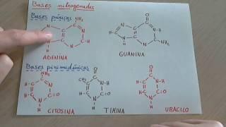 Bases nitrogenadas: que son, tipos y como se asocian en el ADN y ARN.