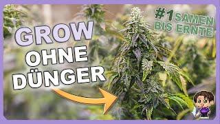 Outdoor Grow [Woche 1-2]   Anbau für Anfänger (Living Soil)