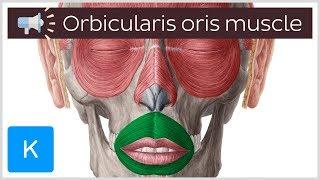 Orbicularis oris muscle | Anatomical Terms Pronunciation by Kenhub