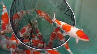 The Best Nogami Koi for sale! (Big Event)