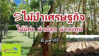 5ไม้ป่าเศรษฐกิจ น่าปลูกน่าลงทุน บ้านรักเกษตร Ep#48