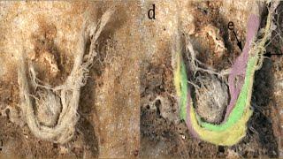 New Discovery of a Single String Defies Human Evolution and Supports Genesis.