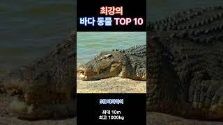 바다 제패! 최강의 바다 동물 TOP 10